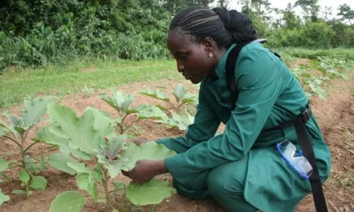 Food and Nutrition Security